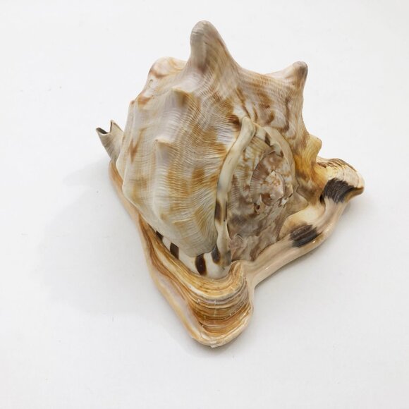 Horned Tiger Striped Conch Shell 7x5x5 inches Vintage large - Picture 3 of 7